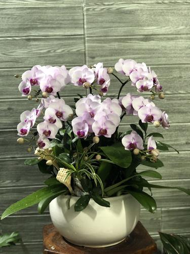 Hoa Lan Để Bàn 00072